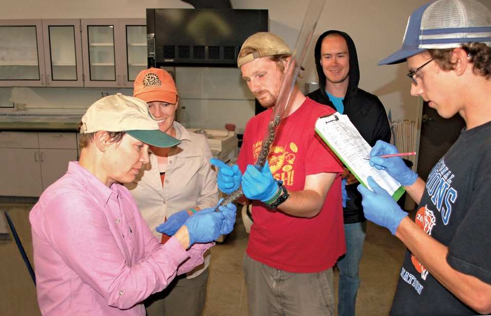 Sandy Breitenbach, in front, and student researchers examine an eastern massasauga rattlesnake at Pierce Cedar Creek Institute. Breitenbach is a high school teacher who worked as a research fellow with Jennifer Moore.